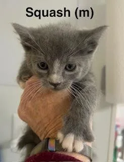 Squash