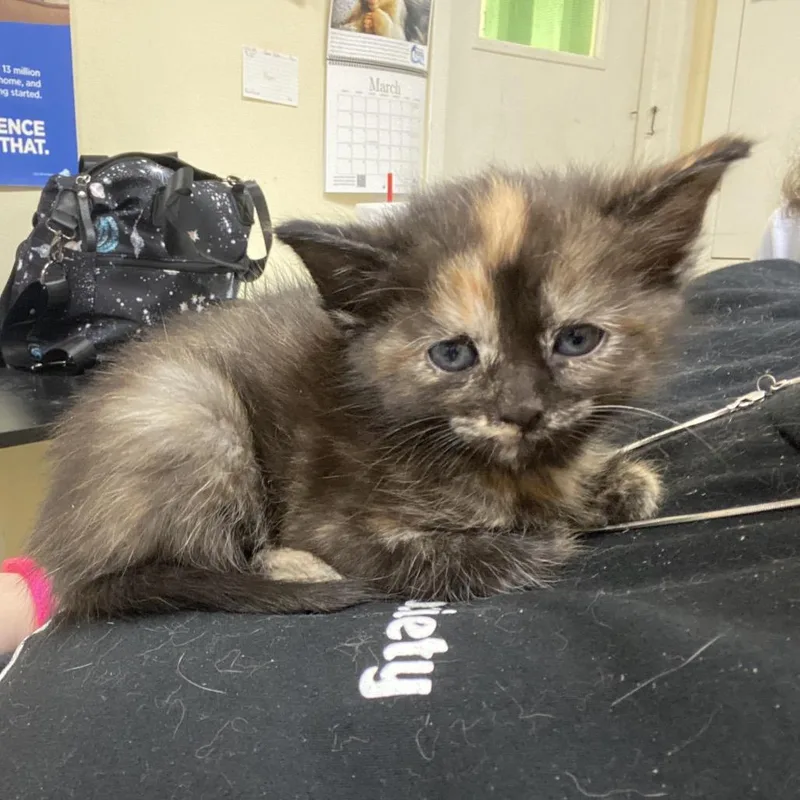 A baby small-sized female Tortoiseshell Domestic Short Hair cat named Angel for adoption in Monroe, LA