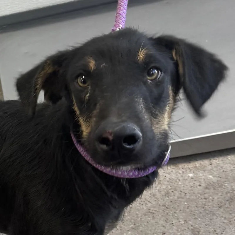 A young medium-sized female Black Mixed Breed dog named 112055 for adoption in Las Cruces, NM