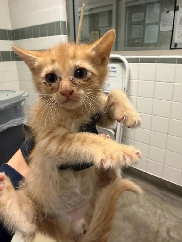 A baby small-sized male Domestic Short Hair cat named Domo for adoption in Van Nuys, CA