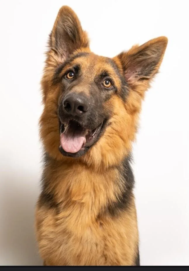 An adult large-sized male Brown / Chocolate German Shepherd Dog dog named Buddy for adoption in Dallas, TX