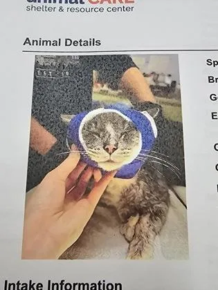 An adult small-sized male Domestic Short Hair cat named Samsung Tv for adoption in Cincinnati, OH