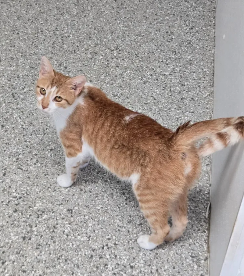 A young large-sized female Domestic Short Hair cat named Pringle for adoption in Viroqua, WI