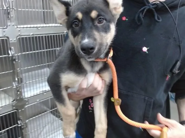 A baby small-sized female German Shepherd Dog dog named Ember for adoption in Salinas, CA