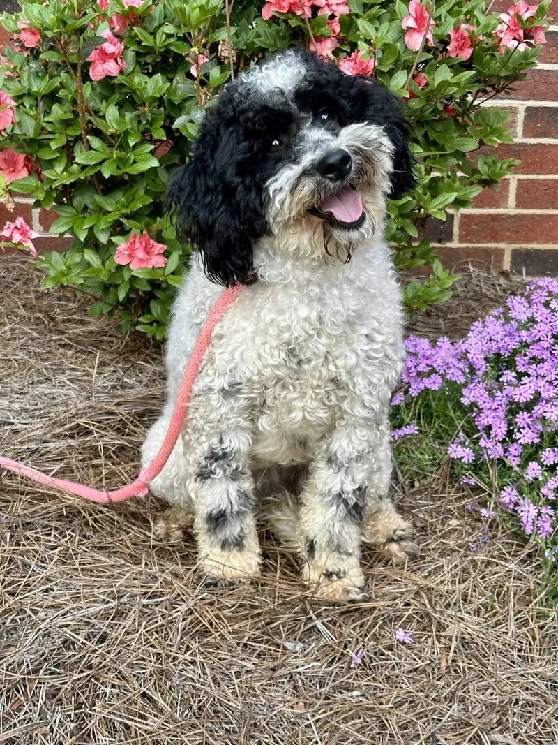 A young small-sized female Black Miniature Poodle dog named Whisper for adoption in Maiden, NC
