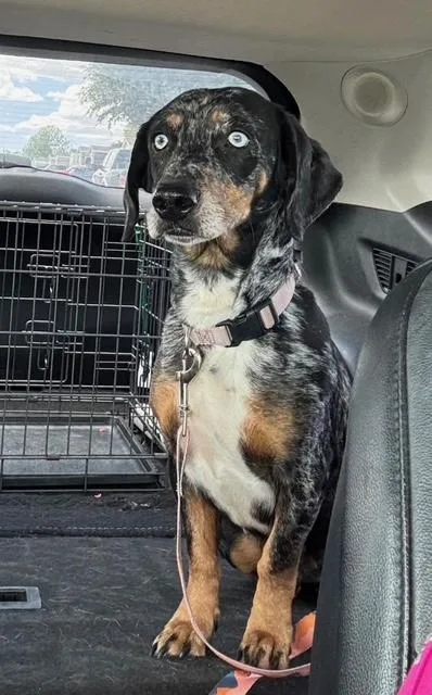 An adult small-sized female Dachshund dog named Sky for adoption in Blue Springs, MO