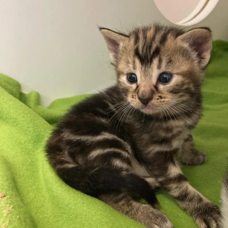 A baby small-sized female Orange / Red Domestic Short Hair cat named Boz for adoption in Philadelphia, PA