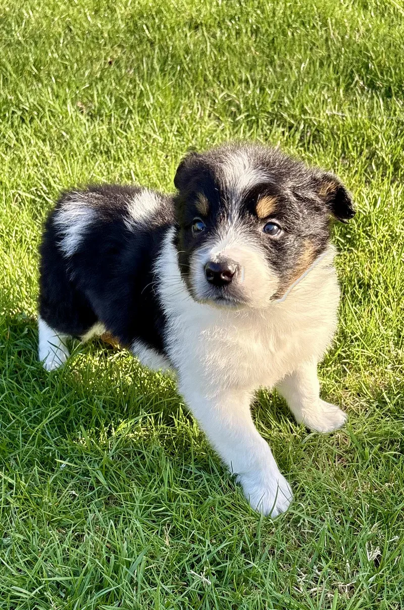 A baby large-sized male Black Australian Shepherd dog named Peanut for adoption in Chesterfield, MI