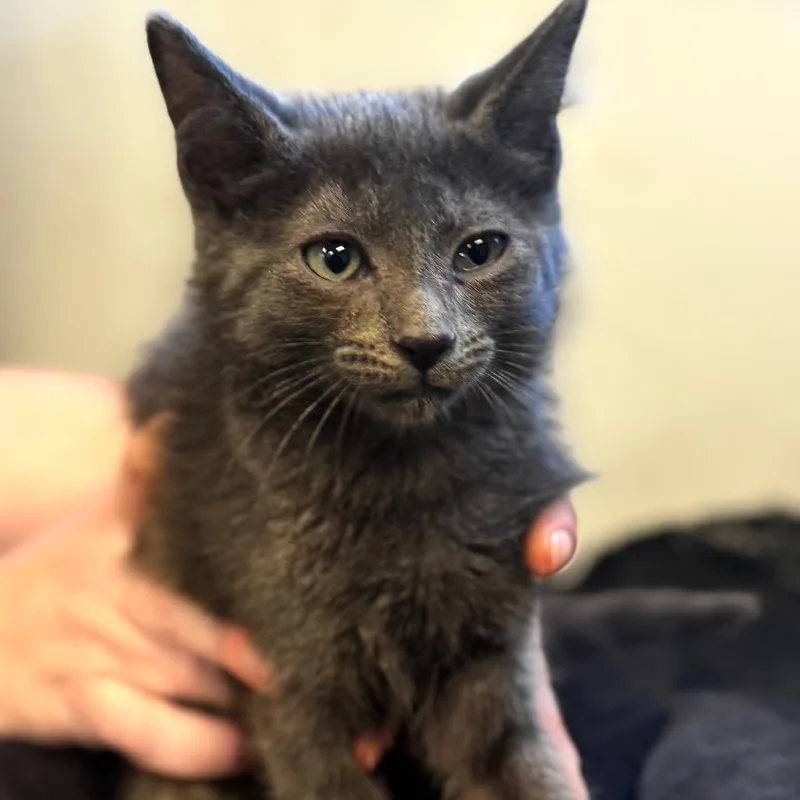 A baby small-sized male Gray / Blue / Silver Domestic Short Hair cat named Lucio Cabanas for adoption in Wheeling, IL