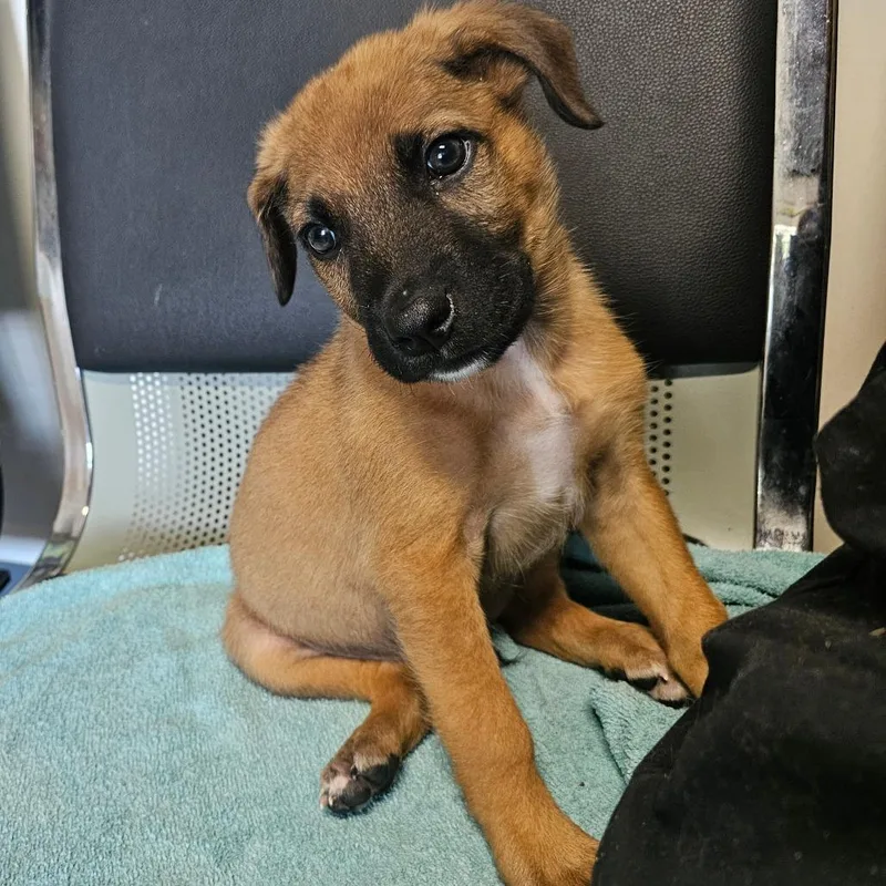 A young medium-sized male Yellow / Tan / Blond / Fawn Black Mouth Cur dog named Dennis for adoption in mount vernon, AR
