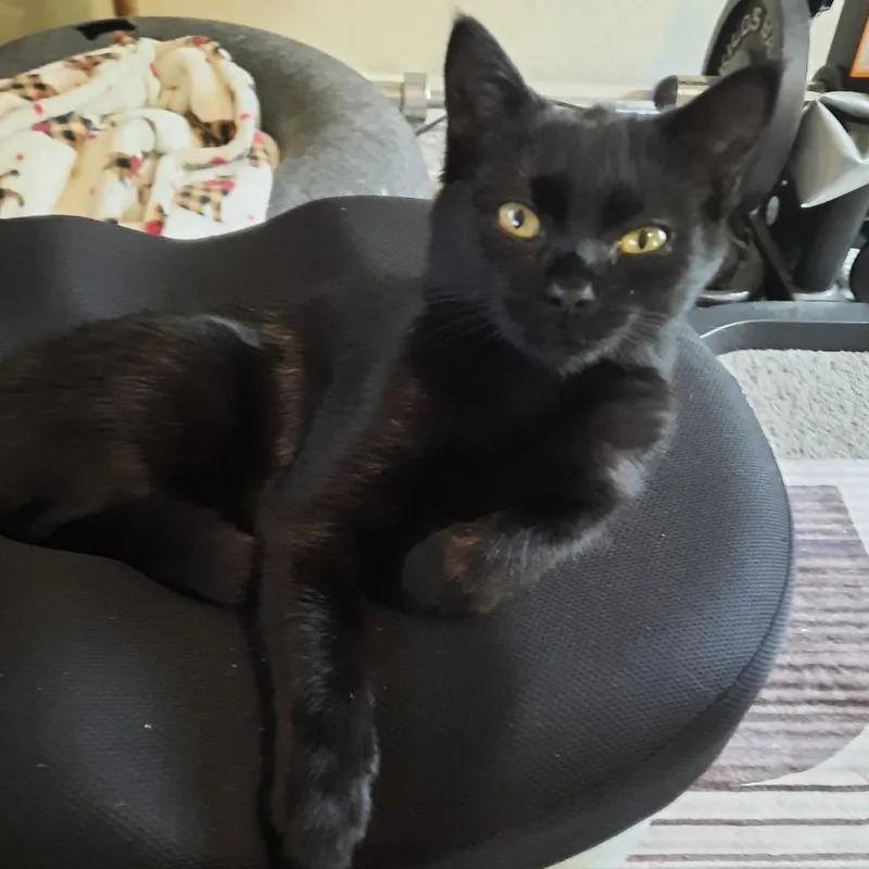 A baby medium-sized female Black Domestic Short Hair cat named Batty Koda for adoption in Roanoke, VA