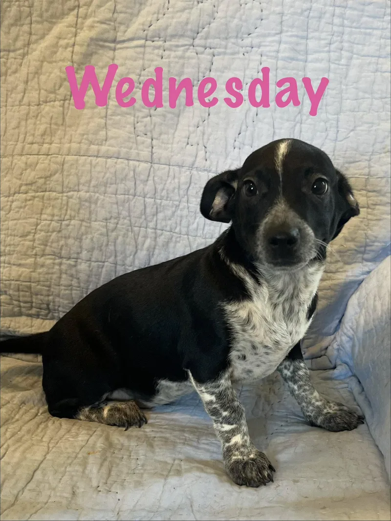 A young small-sized female Dachshund dog named Wednesday for adoption in Pipe Creek, TX