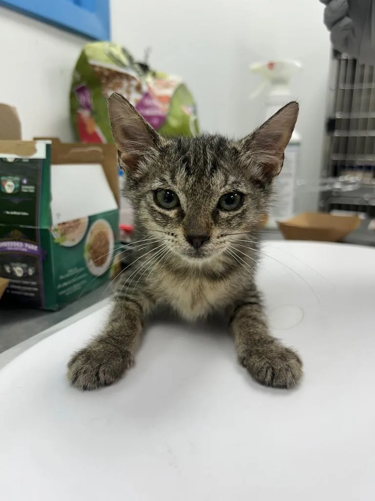 A baby small-sized male Domestic Short Hair cat named Theo for adoption in Hartsville, SC