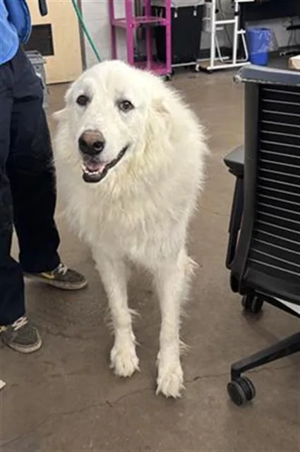 An adult extra large-sized male Great Pyrenees dog named Coco for adoption in Dallas, TX