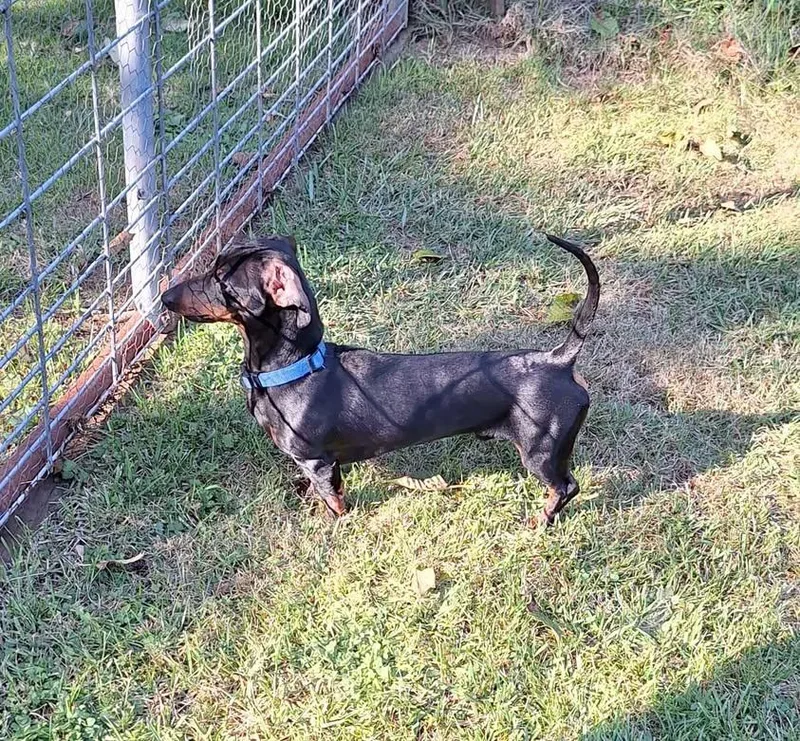 A young small-sized male Dachshund dog named Bruce for adoption in Portland, OR