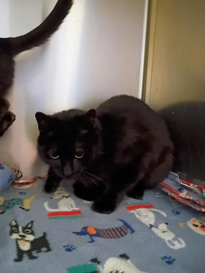 An adult small-sized female Domestic Short Hair cat named Hammie for adoption in Beatrice, NE