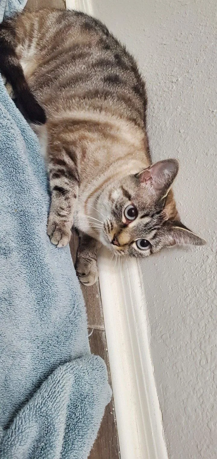 An adult medium-sized female Siamese cat named Minx for adoption in Phoenix, AZ