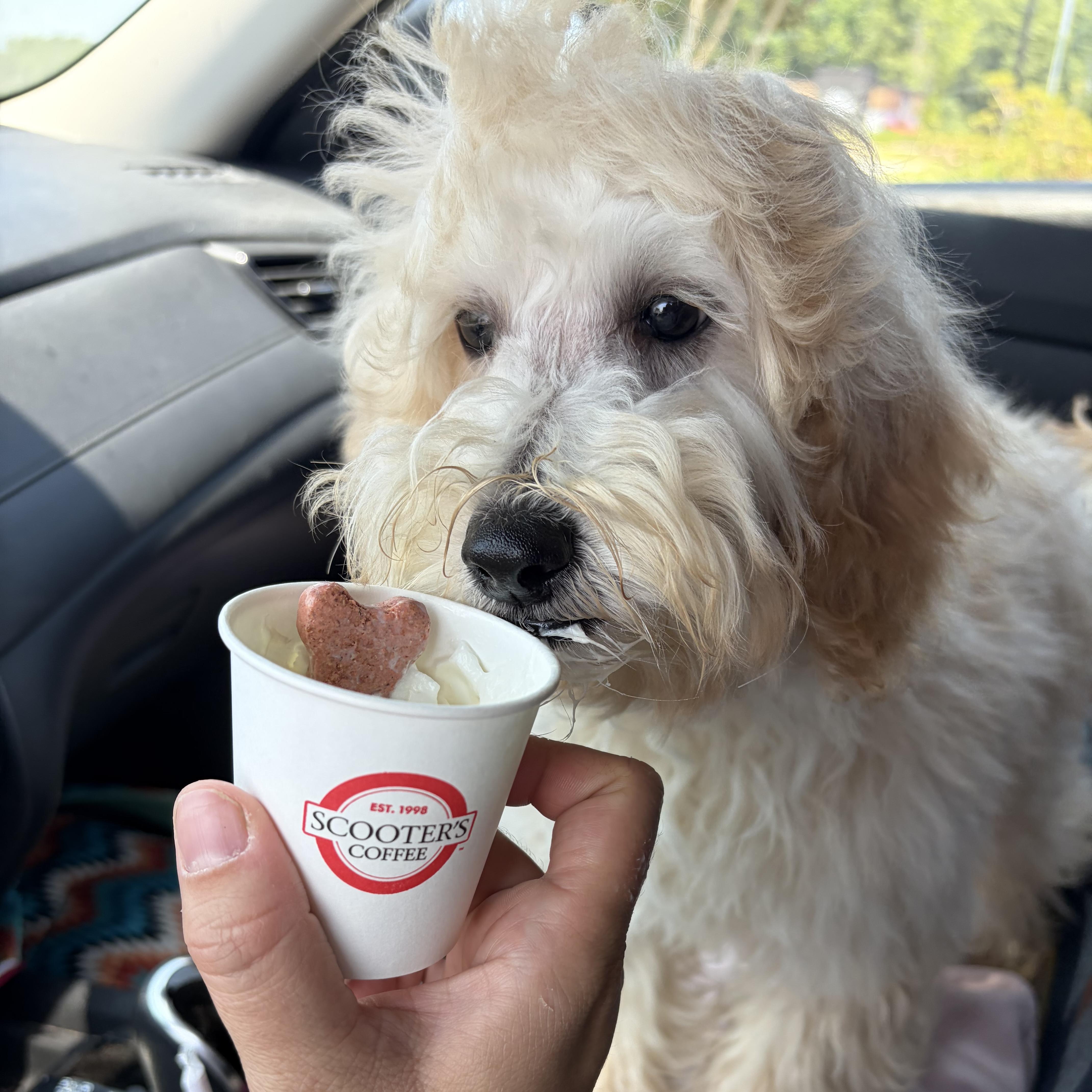A young medium-sized male Yellow / Tan / Blond / Fawn Goldendoodle dog named Coe for adoption in Columbia, SC