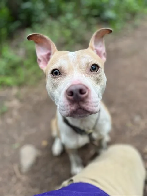 A young medium-sized female Pit Bull Terrier dog named Rory for adoption in Charlotte, NC