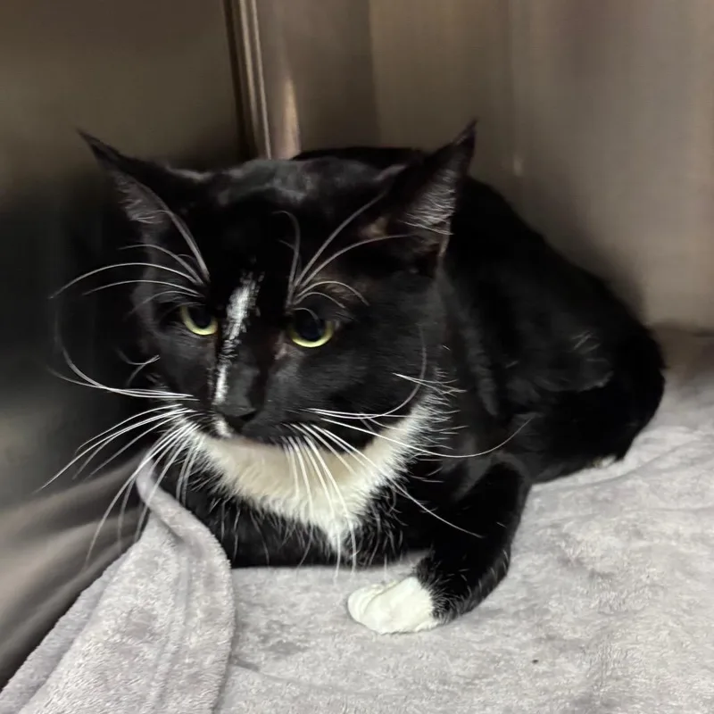 A young large-sized male Black Domestic Short Hair cat named Andy for adoption in Los Angeles, CA
