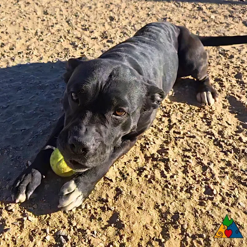 An adult medium-sized female Black Pit Bull Terrier dog named Piper for adoption in Douglas, WY