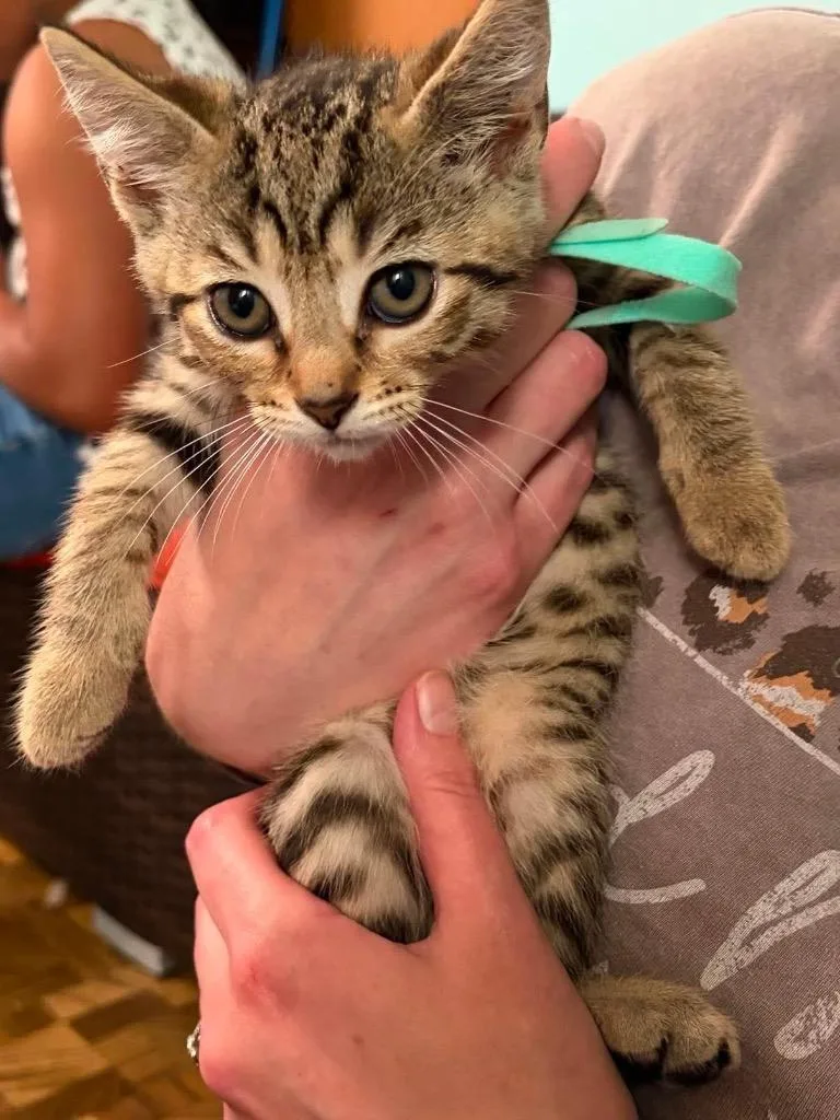 A baby small-sized female Abyssinian cat named Aurora Teal for adoption in Charlotte, MI