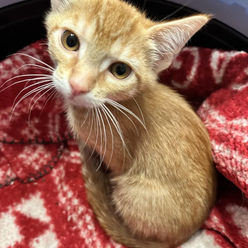 A baby medium-sized male Orange / Red Domestic Short Hair cat named Needoh for adoption in East Lansing, MI