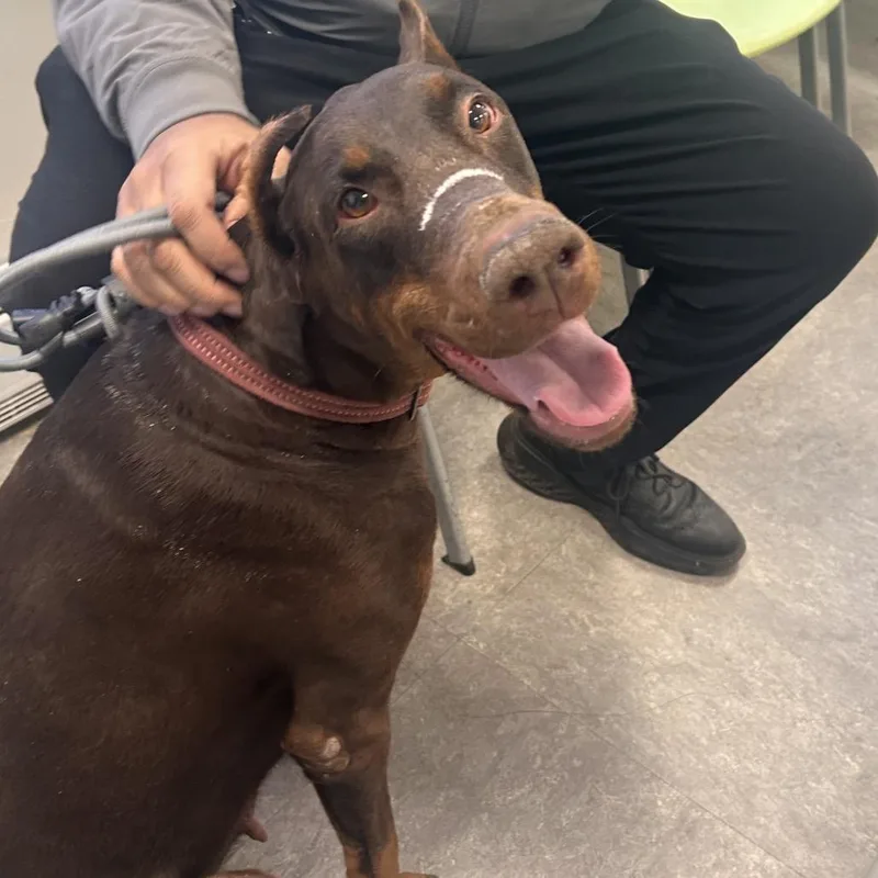 An adult large-sized female Brown / Chocolate Doberman Pinscher dog named Sonia Diamond for adoption in Philadelphia, PA