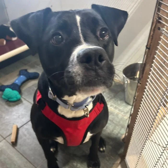 An adult large-sized male Black Labrador Retriever dog named Hades aka Cadalack for adoption in North Myrtle Beach, SC