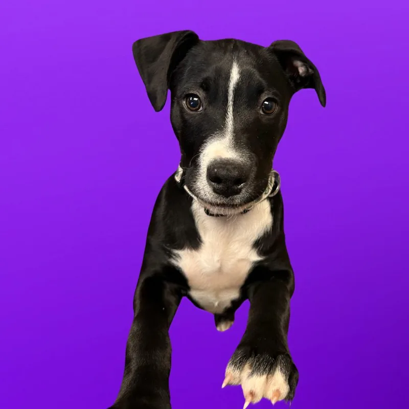 Hades aka Cadalack thumbnail 3
