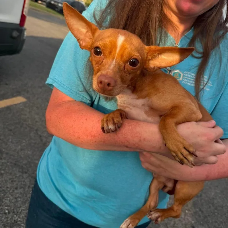 An adult small-sized male Chihuahua dog named Baked Beans for adoption in Rockville, MD