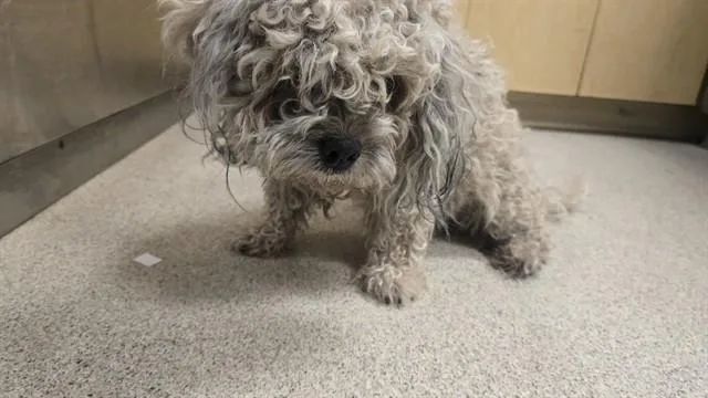 Columbo