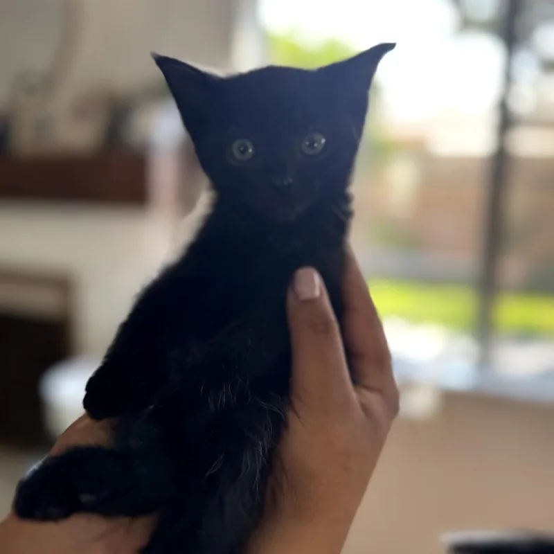 A baby small-sized male Black Domestic Short Hair cat named Scotty for adoption in Long Beach, CA