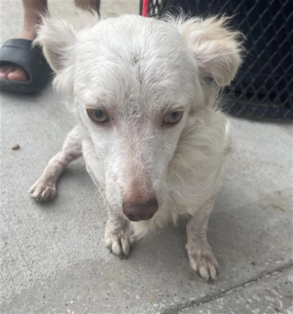 A young small-sized male Mixed Breed dog named Mousey for adoption in Dallas, TX
