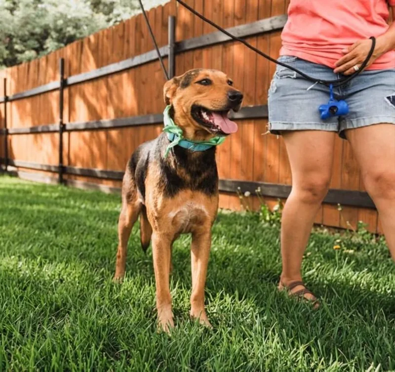 A young medium-sized male German Shepherd Dog dog named Franco for adoption in Southport, CT