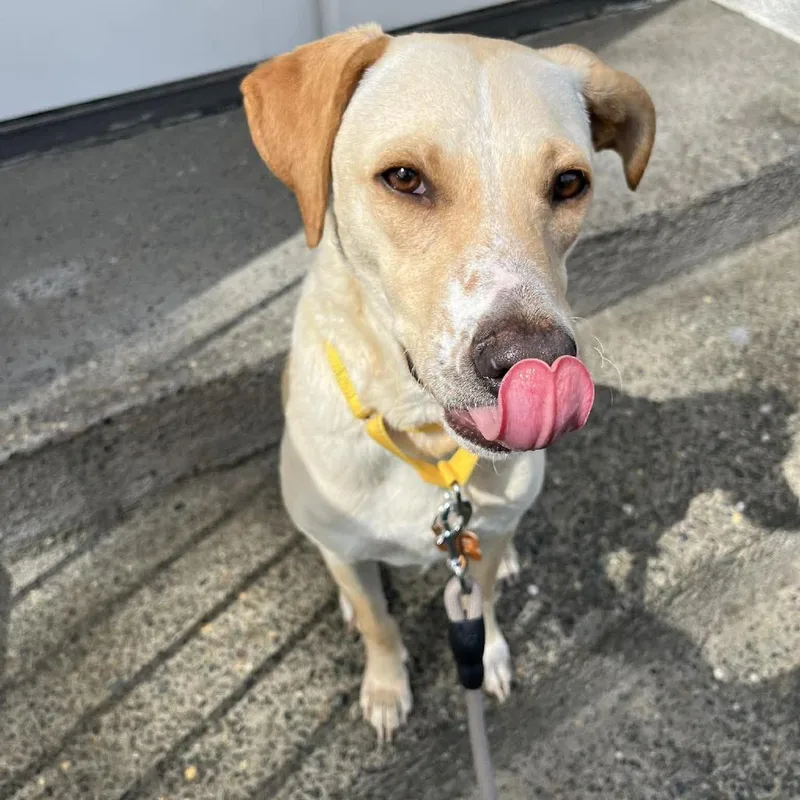 Yellowstone thumbnail 2