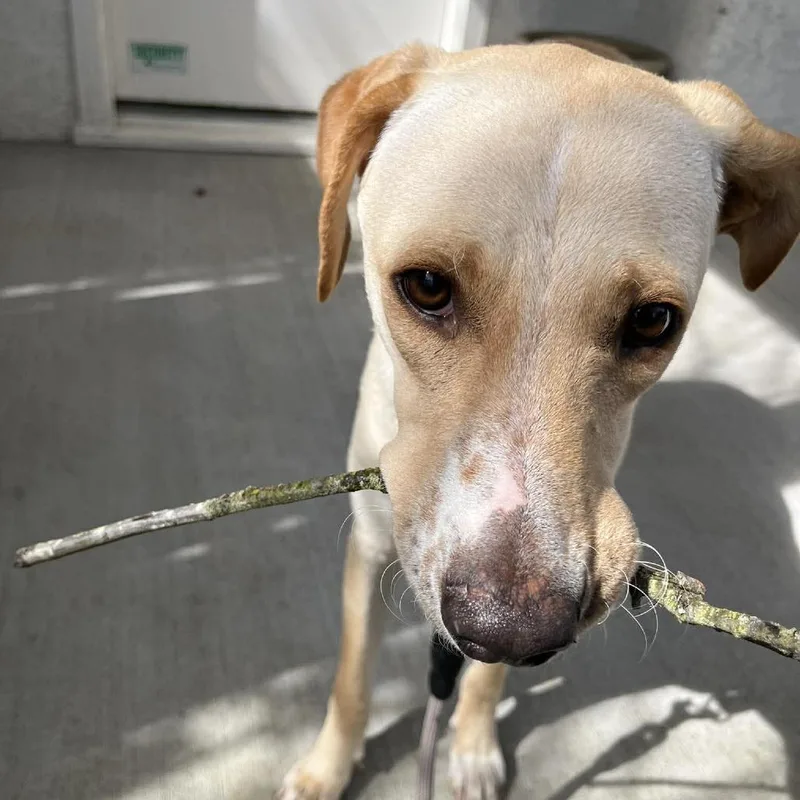 Yellowstone thumbnail 4