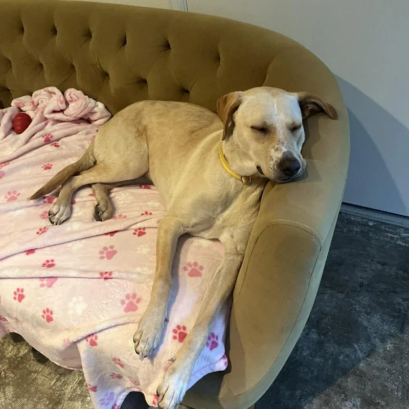 Yellowstone thumbnail 5