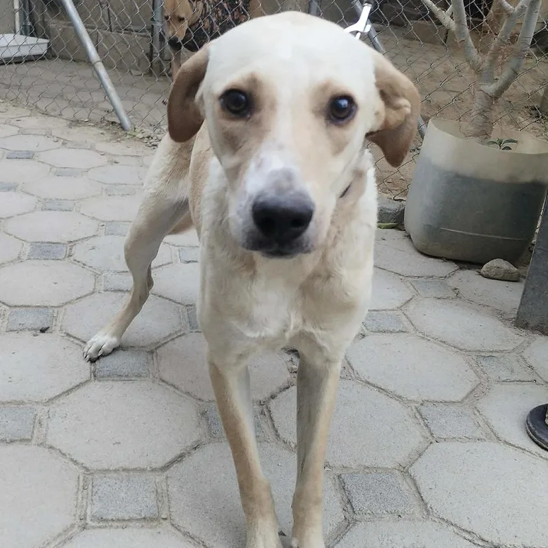 Yellowstone thumbnail 6