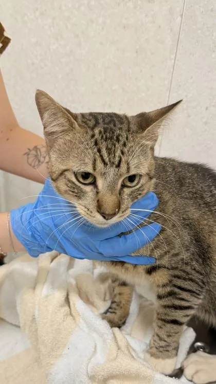 An adult small-sized male Domestic Short Hair cat named McLovin for adoption in Honolulu, HI