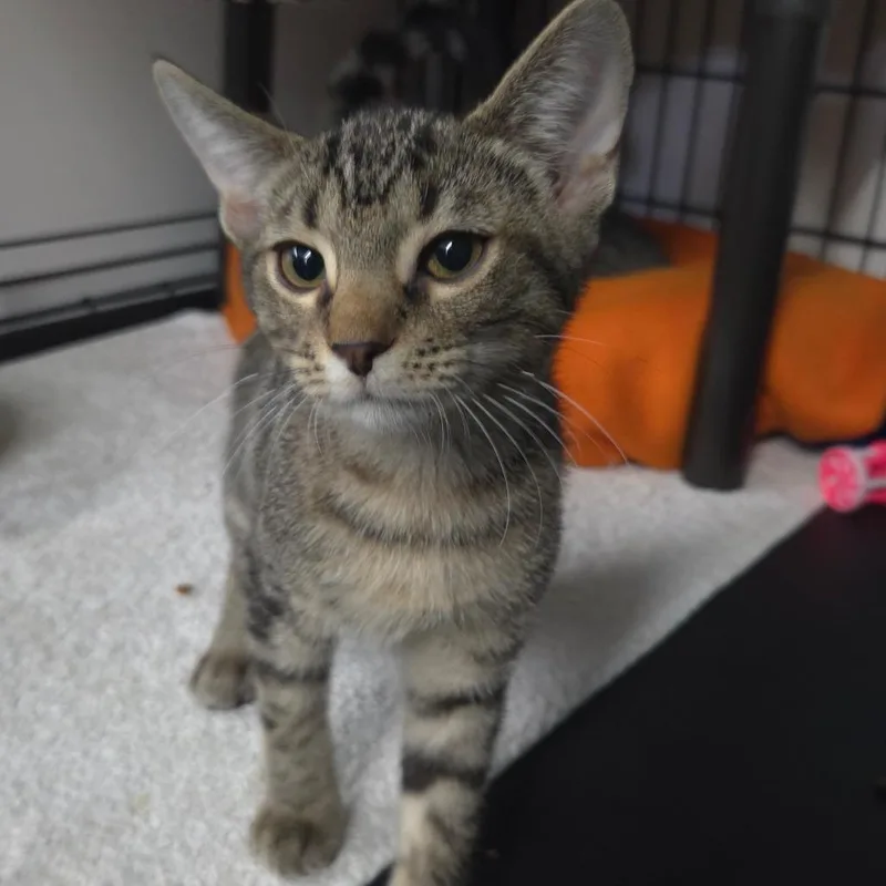 A baby small-sized male Brown / Chocolate Domestic Short Hair cat named Ollie for adoption in Jessup, MD