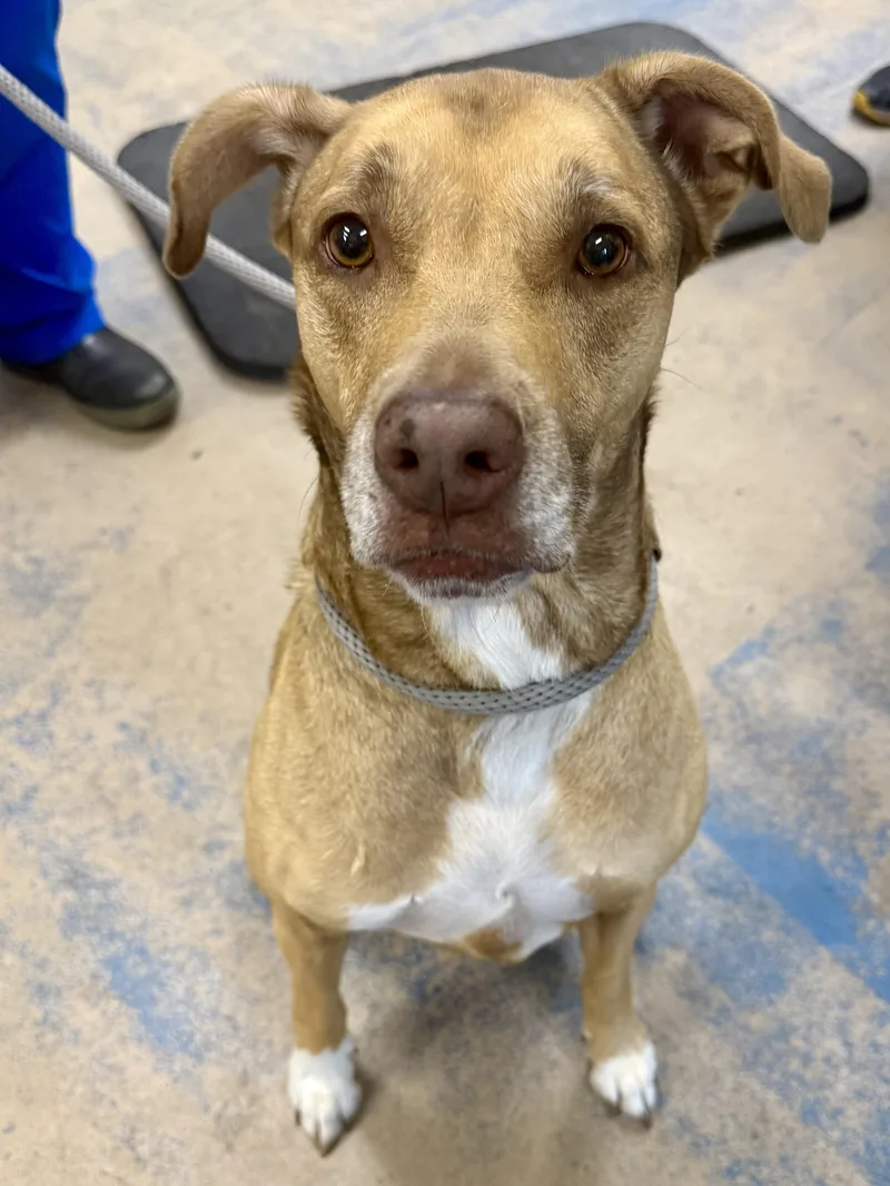 An adult medium-sized female Yellow / Tan / Blond / Fawn American Staffordshire Terrier dog named Baby Girl for adoption in Inverness, FL