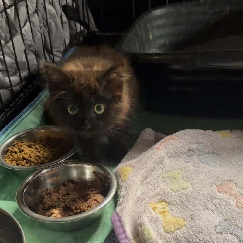 A baby small-sized female Black Domestic Long Hair cat named More Power To Ya for adoption in Fredericksburg, VA