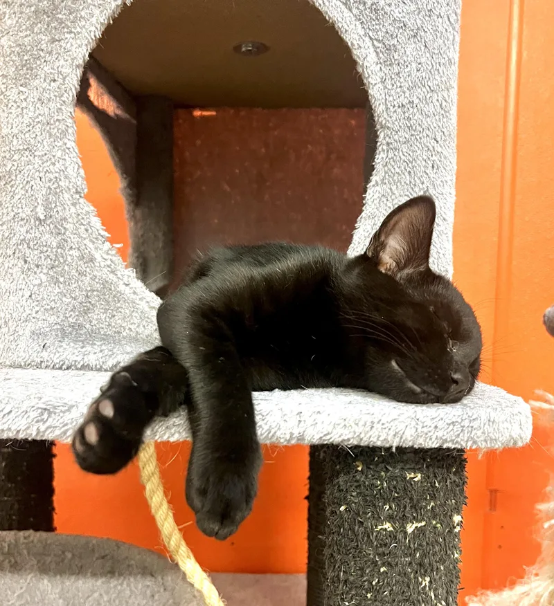 A young medium-sized male Black Domestic Short Hair cat named Jack for adoption in Sautee Nacoochee, GA