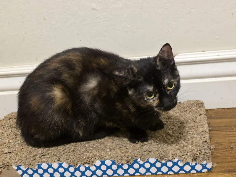 A young medium-sized female Domestic Short Hair cat named Torts for adoption in Rio Linda, CA