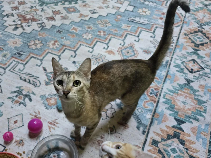 A young medium-sized female Buff / Tan / Fawn Dilute Calico cat named Betty for adoption in River Falls, WI