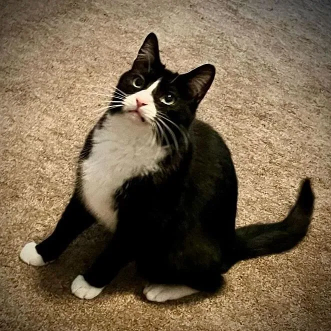 An adult medium-sized male Black Domestic Short Hair cat named Dalton for adoption in Dayton, OH