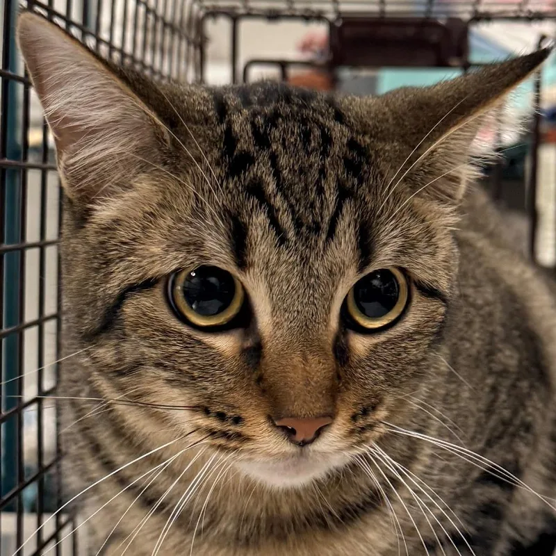 A young large-sized male Gray / Blue / Silver Domestic Short Hair cat named Echo for adoption in Las Cruces, NM
