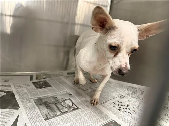 A young medium-sized female Chihuahua dog named Dove for adoption in Van Nuys, CA