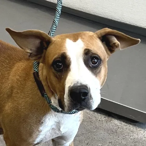 A young medium-sized female Mixed Breed dog named Chevey for adoption in Las Cruces, NM